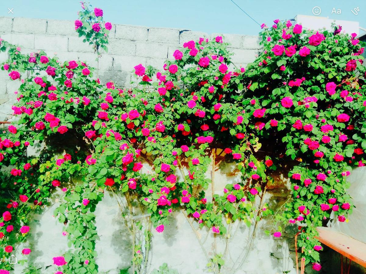 House On Ashiq Cuma Street 8 Bed and Breakfast Şǝki Eksteriør billede